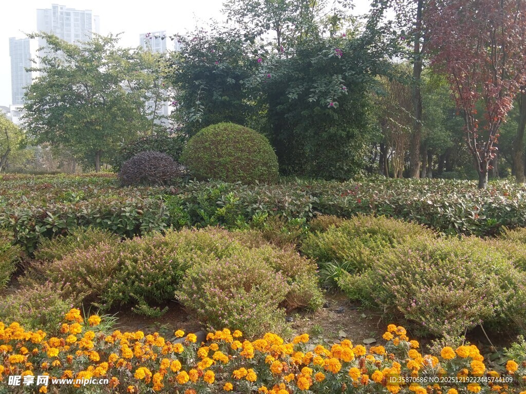 秋日花园花卉绿植景观