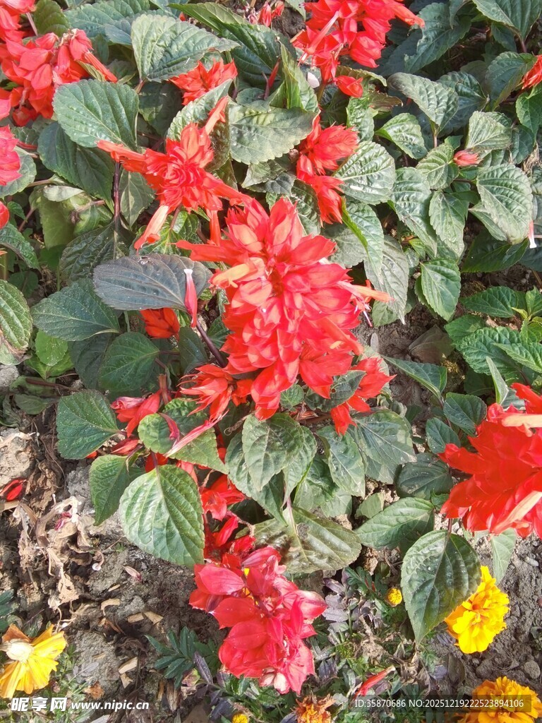 鲜艳红花绽放于绿叶间