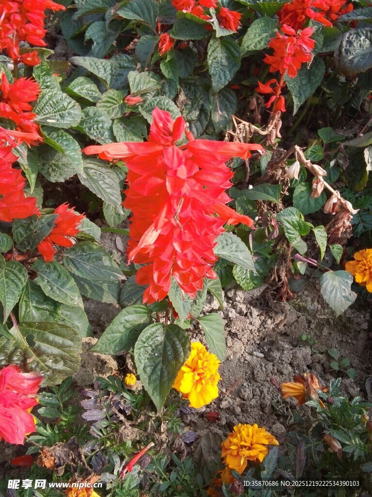 鲜艳花丛中的多彩花卉