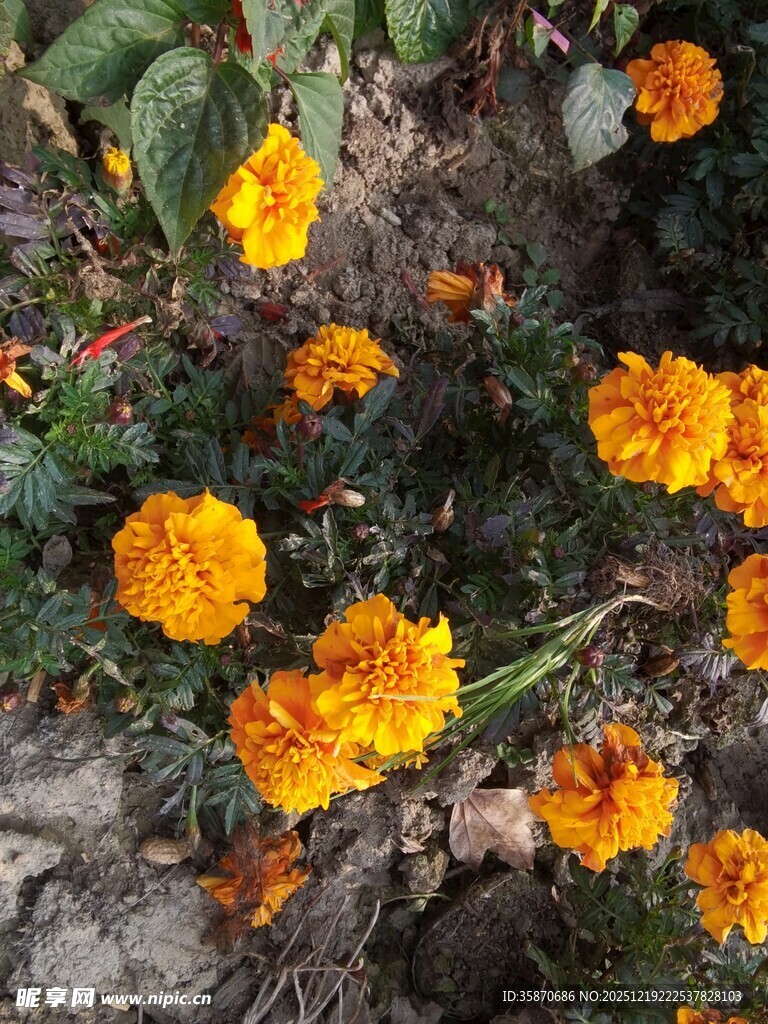 绽放的橙色万寿菊