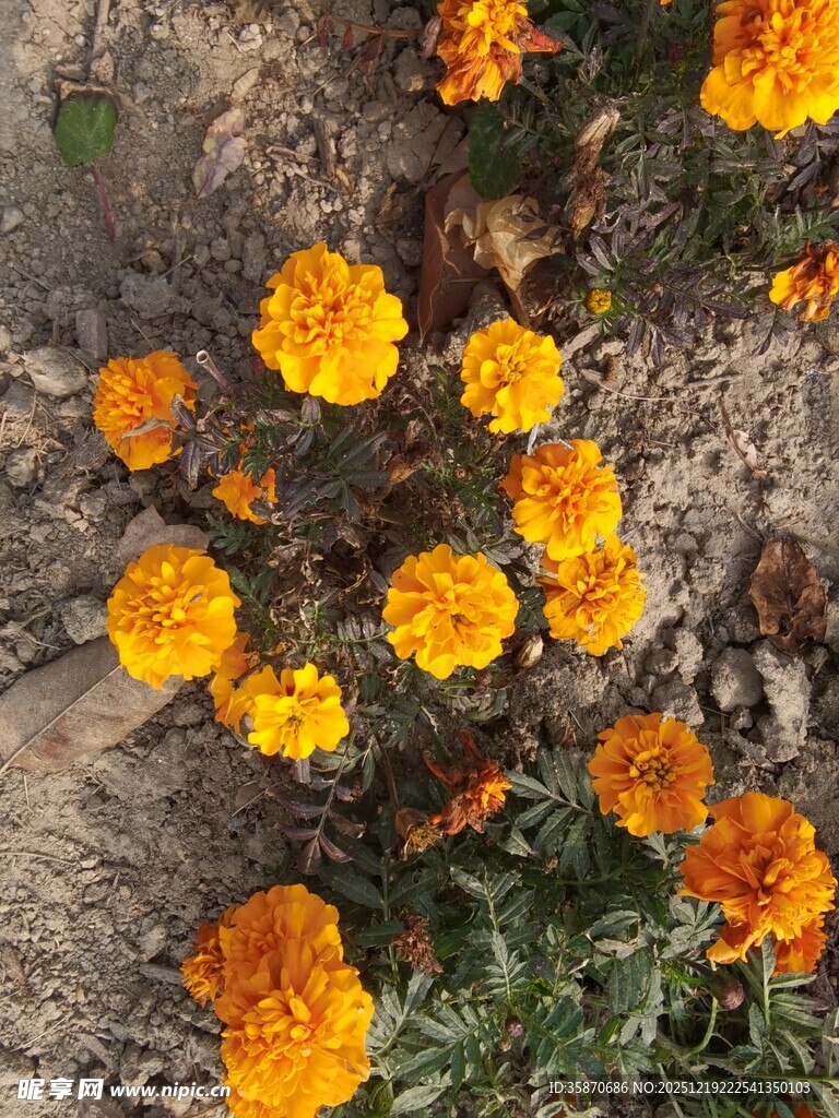 地上绽放的鲜艳万寿菊