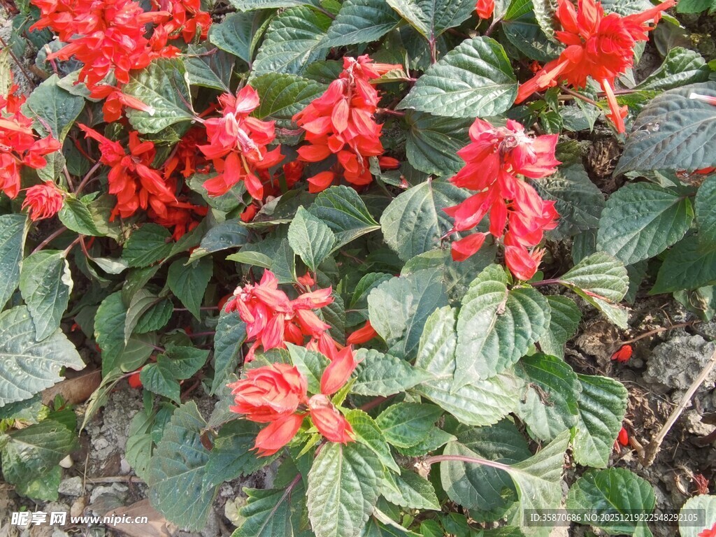 鲜艳串串红绽放绿叶间