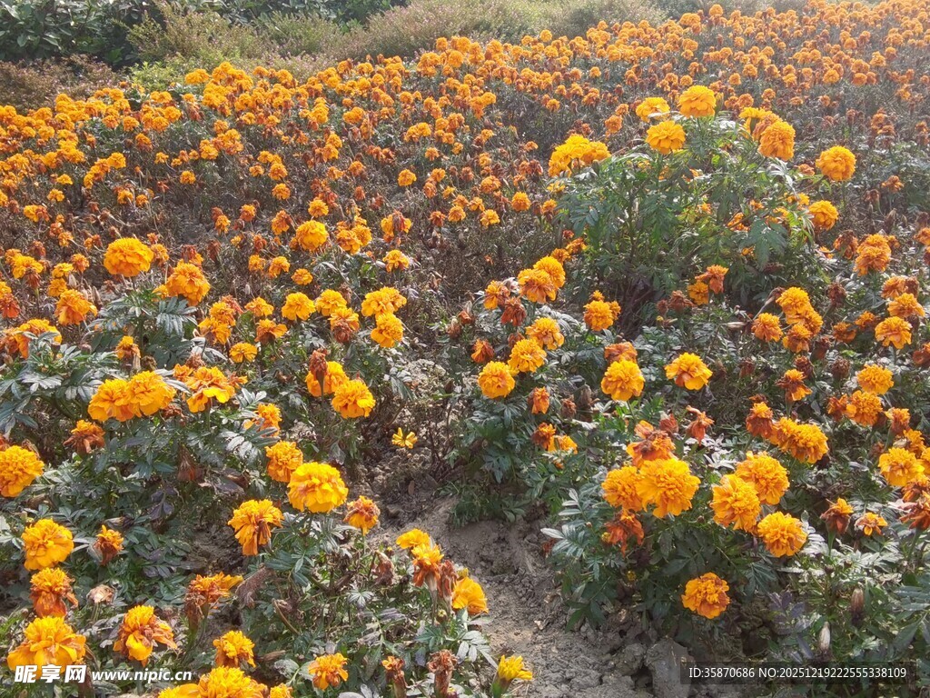 绚烂万寿菊花海景观