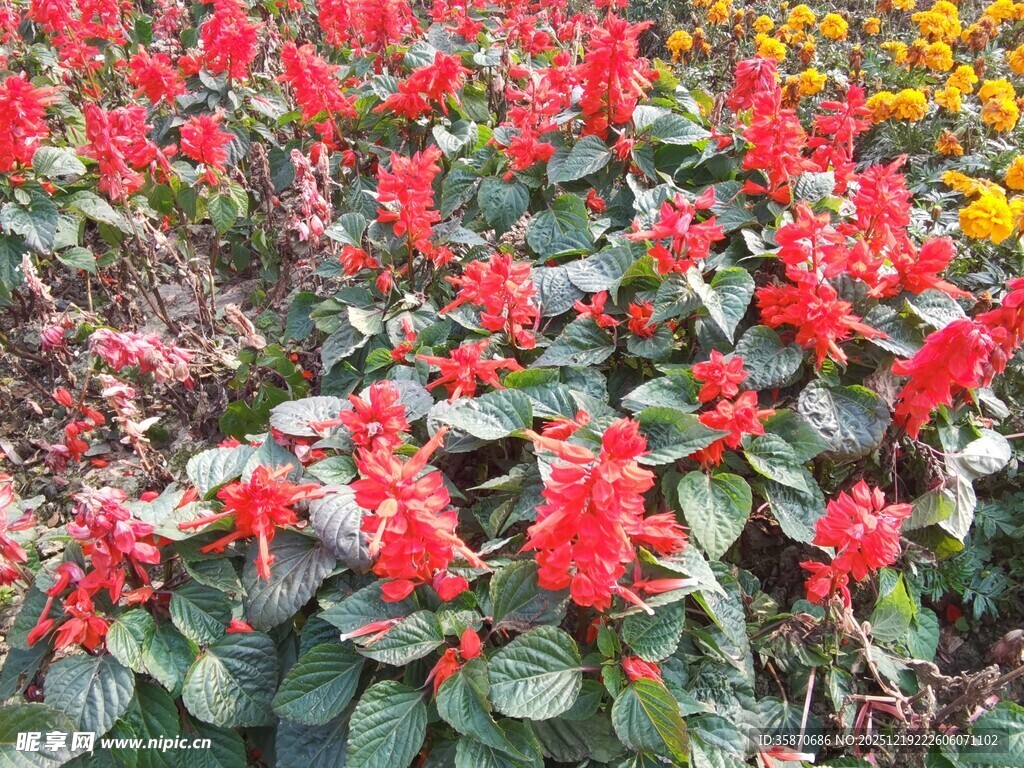 鲜艳串串红绽放于花丛
