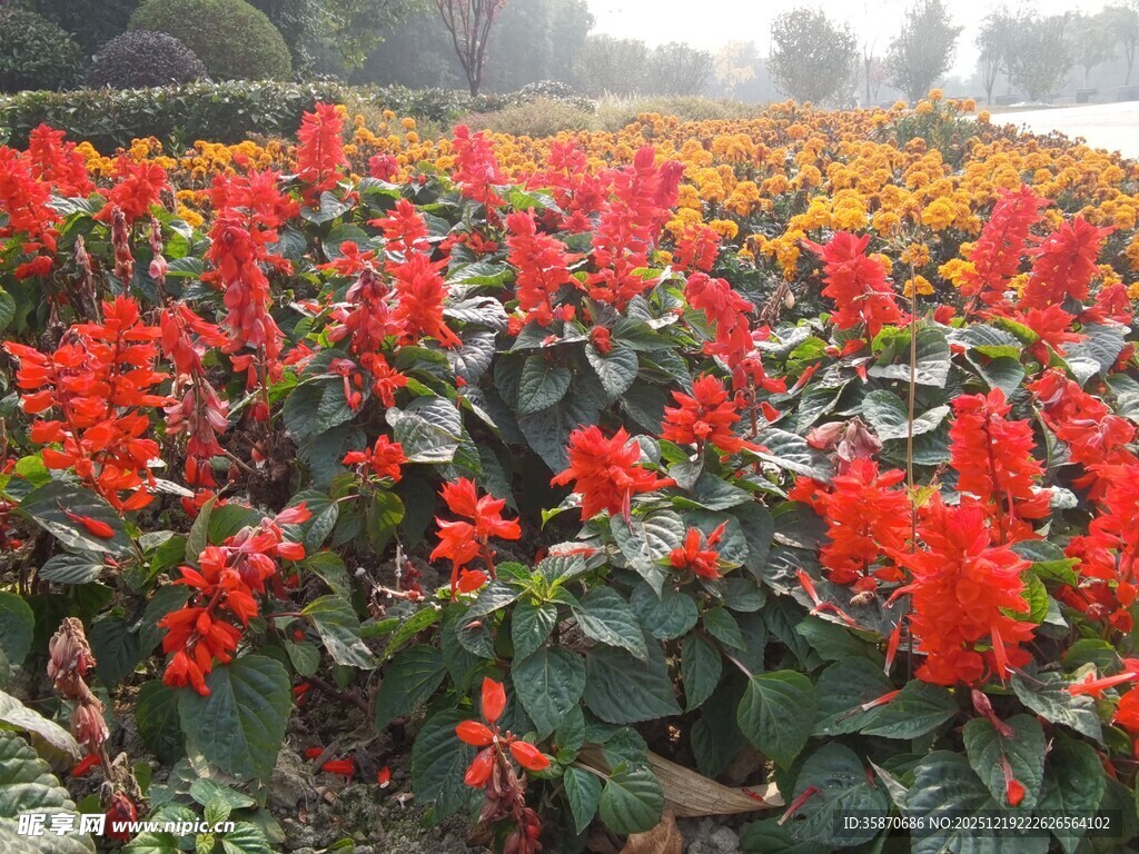 鲜艳一串红绽放美景