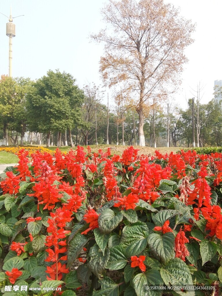 公园中鲜艳的一串红绽放