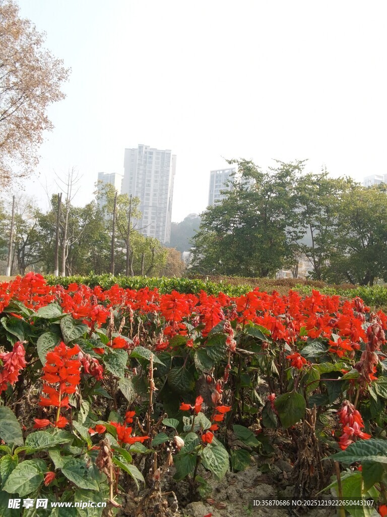 城市中艳丽的红色花卉景观