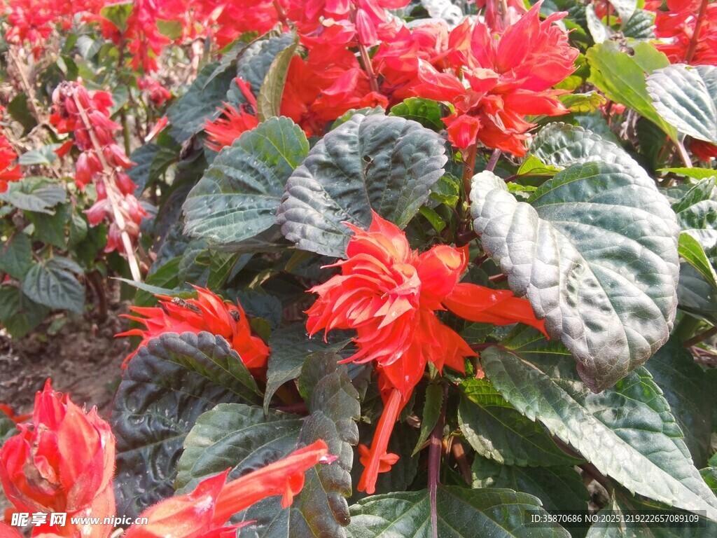 鲜艳一串红绽放生机