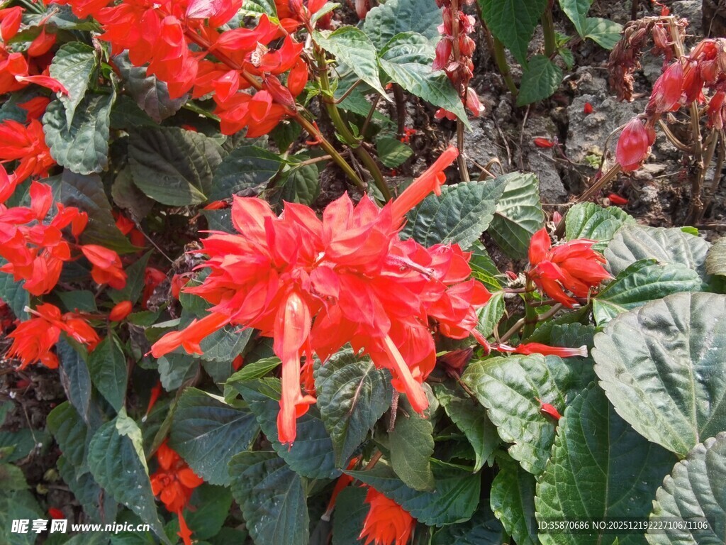 鲜艳串串红绽放绿叶间