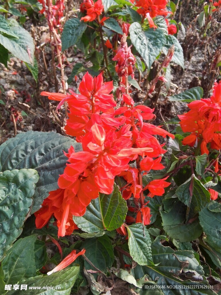 鲜艳串串红绽放绿叶间