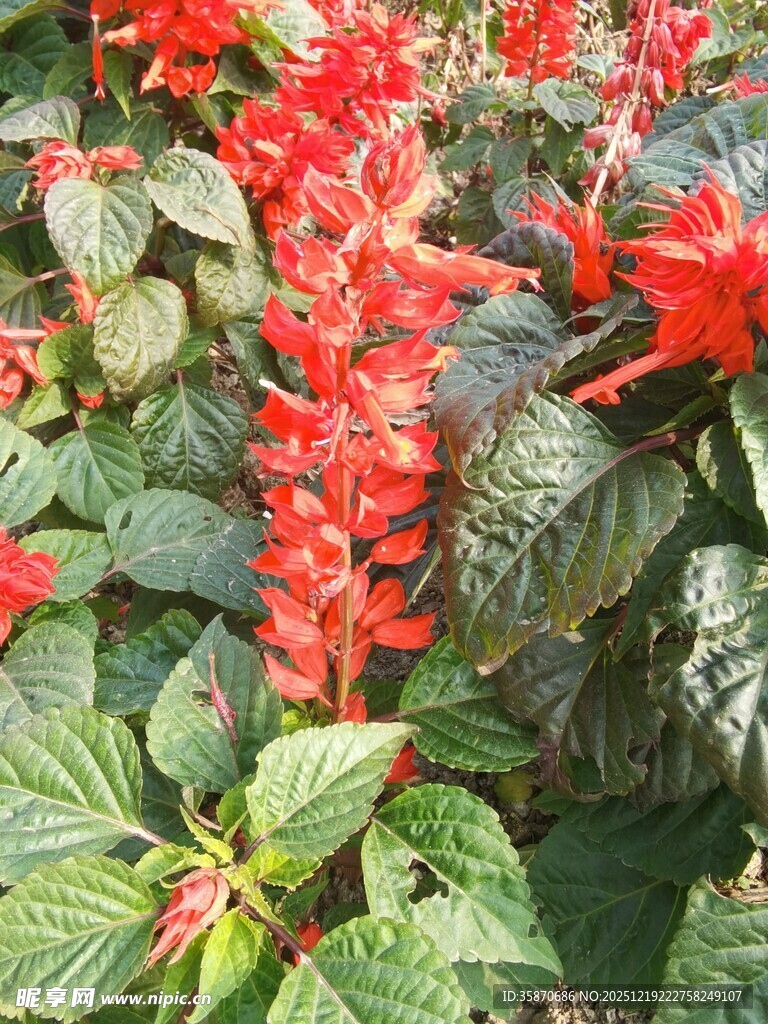 一串红绽放绿叶相衬