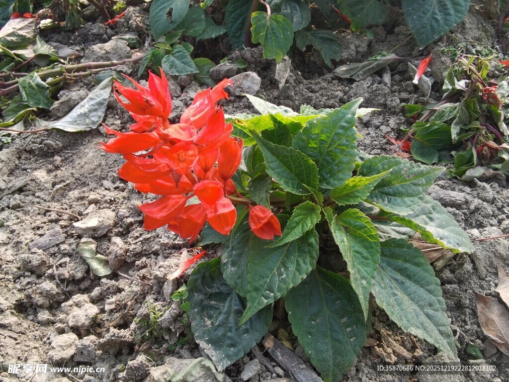 鲜艳红色花朵绿叶相伴