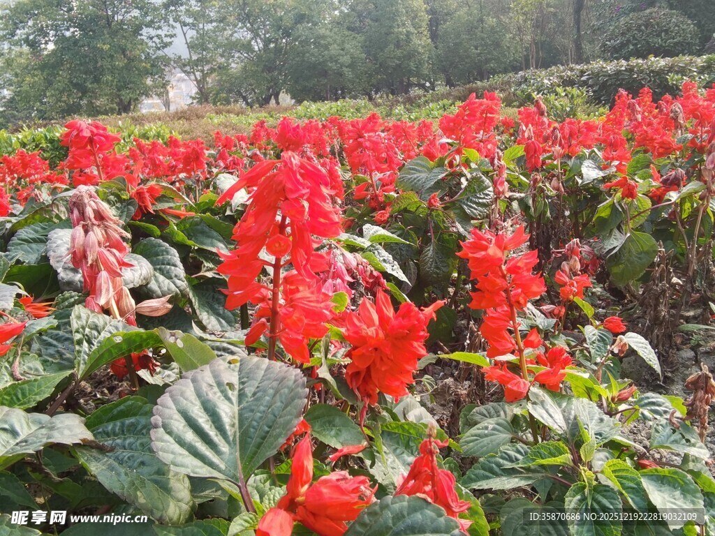 艳丽一串红绽放于绿野