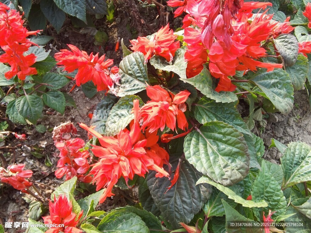 一串红绽放的艳丽花朵