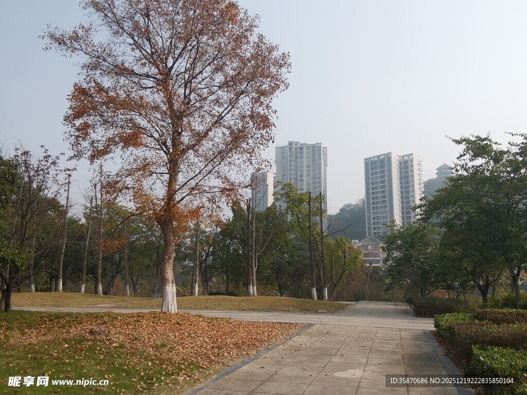 城市公园秋日林荫小道