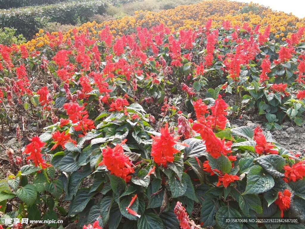 绚烂一串红花卉田园景观