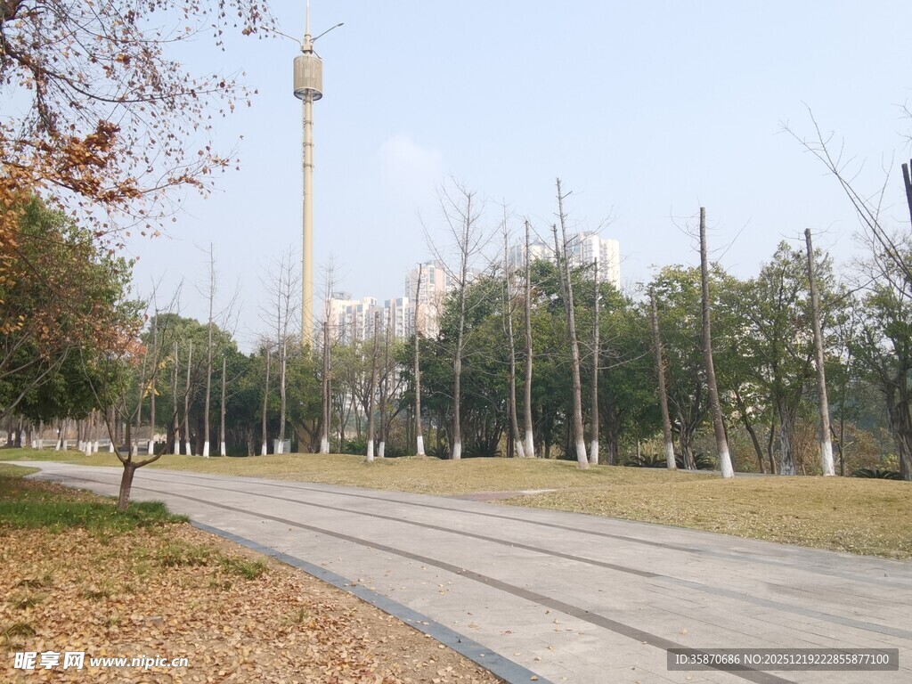 公园道路旁的树木与高塔