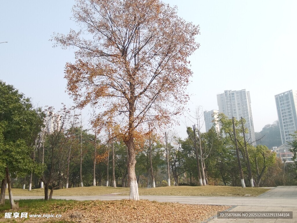 秋日公园孤树与城市远景