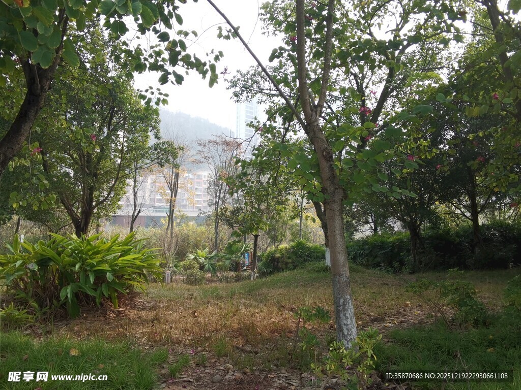 林间小道的静谧自然景致