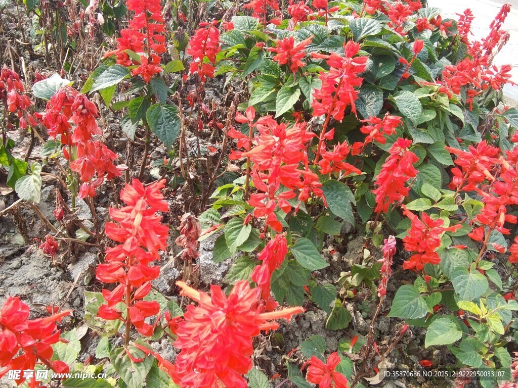 鲜艳串串红绽放生机