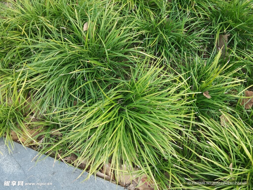 翠绿丛生的观赏草