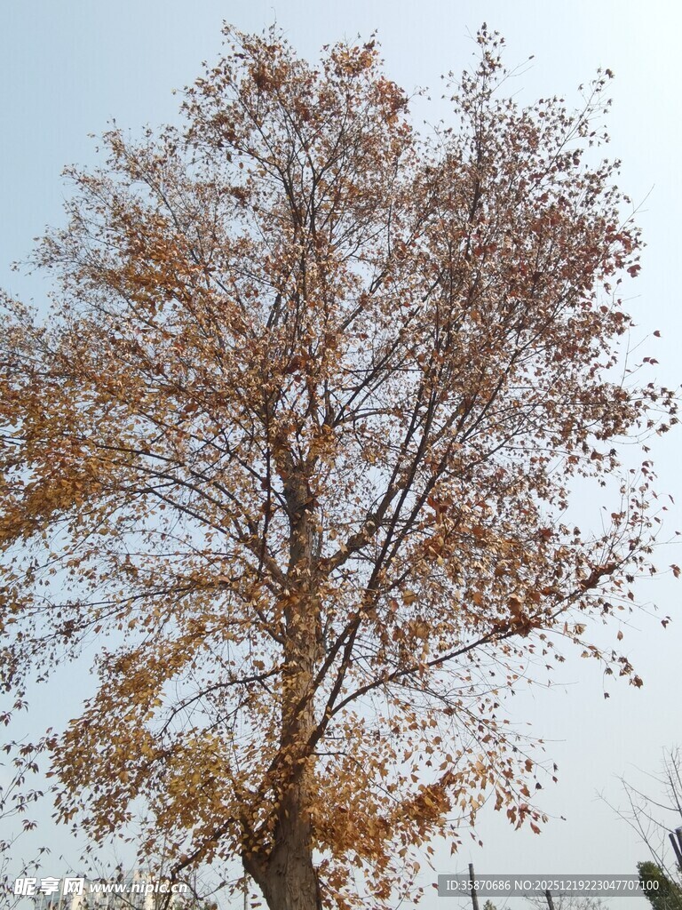 秋日孤树黄叶满枝