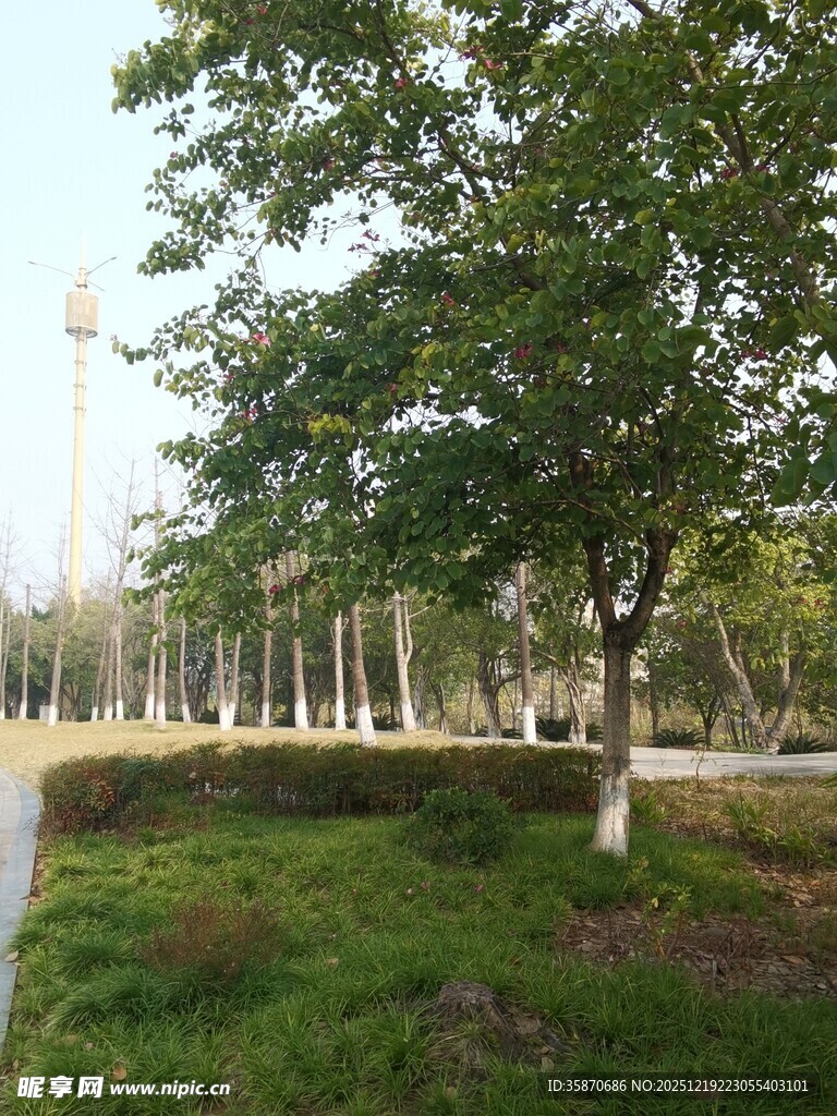 公园绿树草地景观