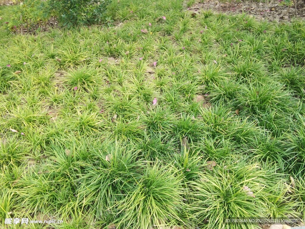 翠绿葱茏的丛生草本植物