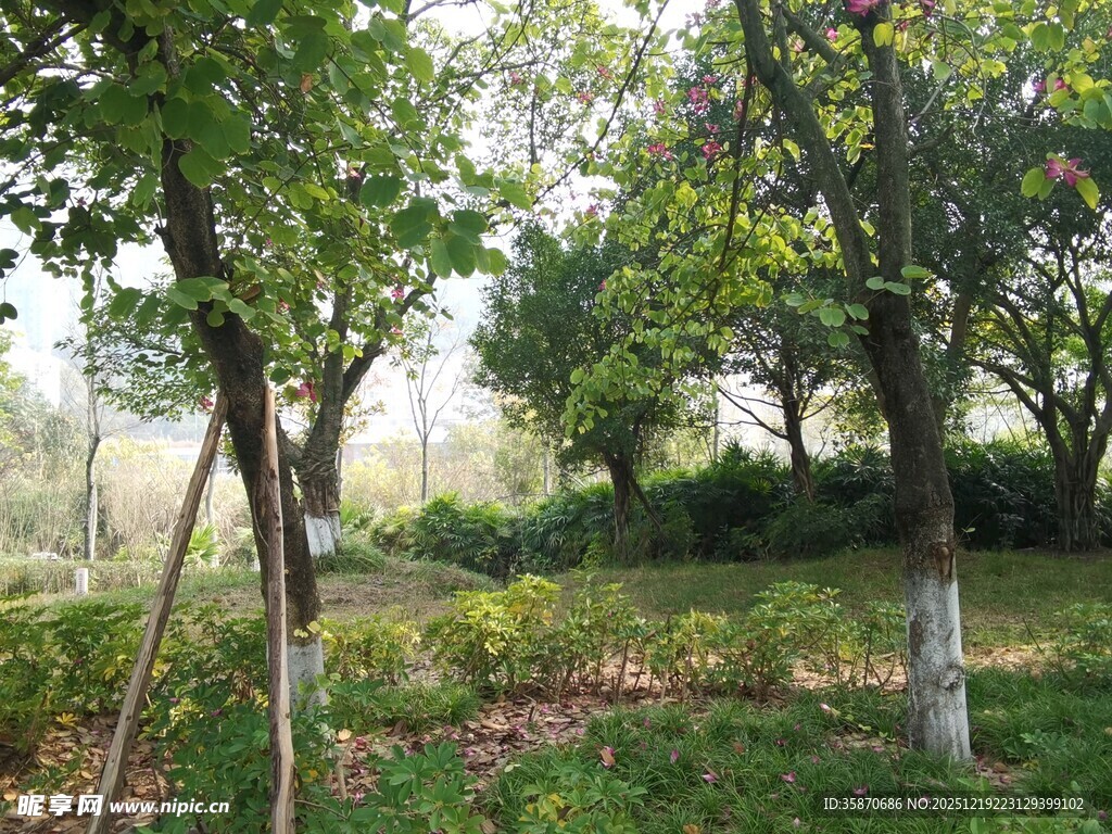 林间绿意盎然的树木景观