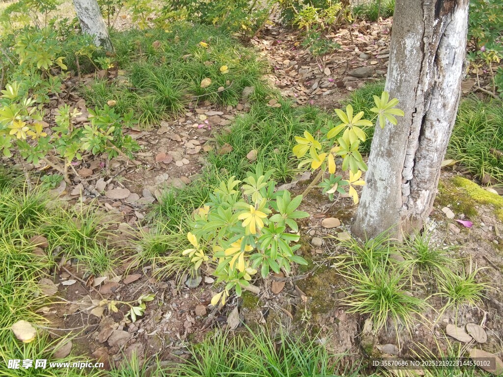 林间嫩绿植物与树干景象