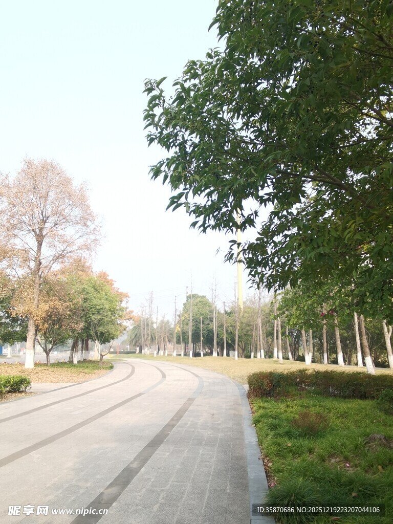 乡村林间的宁静柏油道路