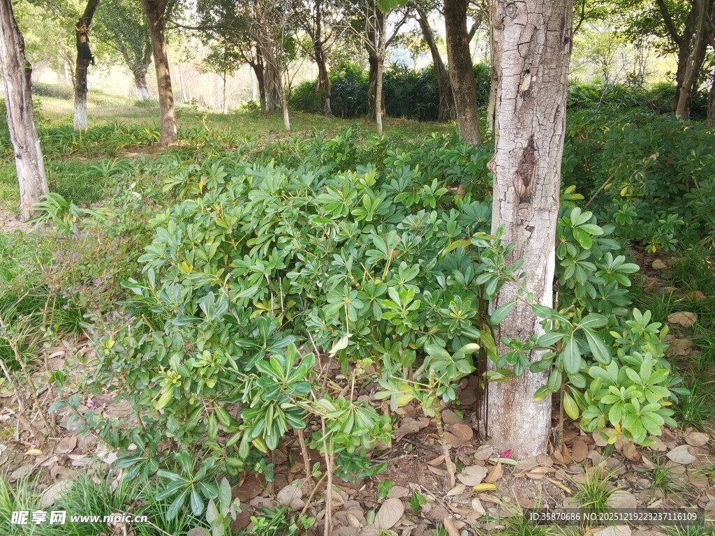 林间繁茂绿植与树木