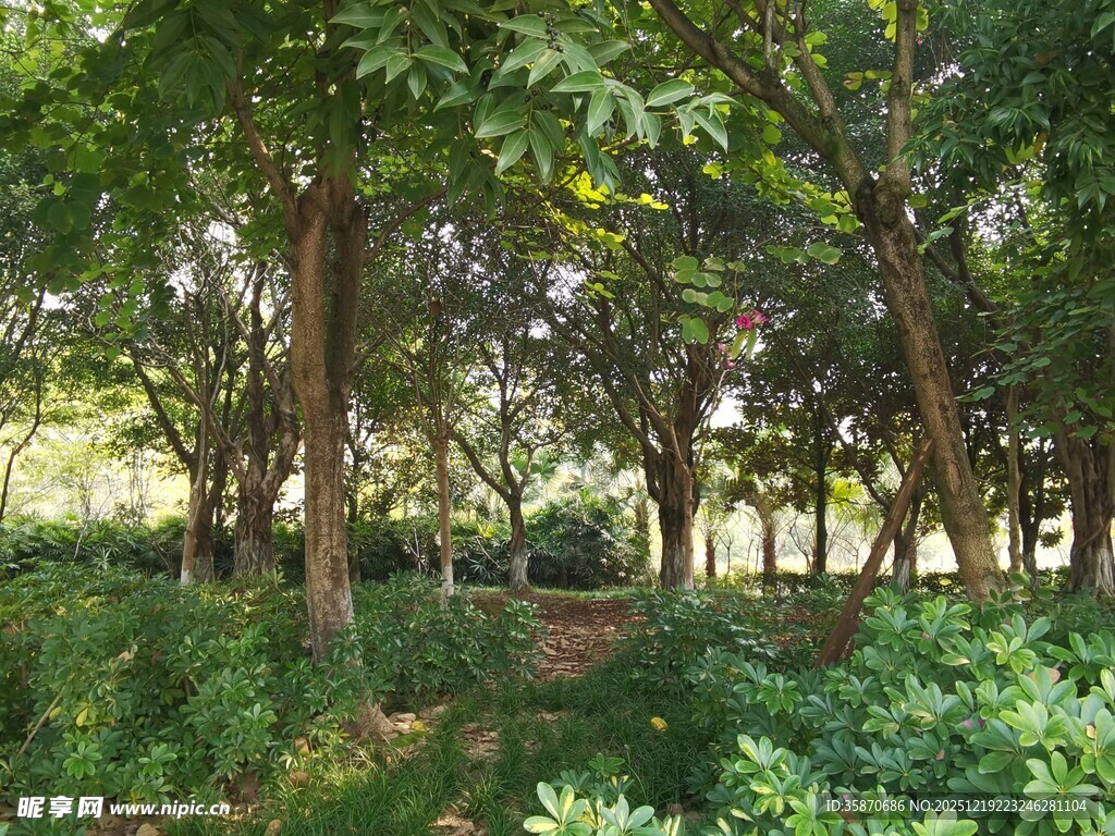 林间小径绿意盎然的自然景