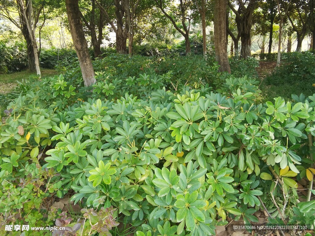 茂密绿植覆盖的林间景象