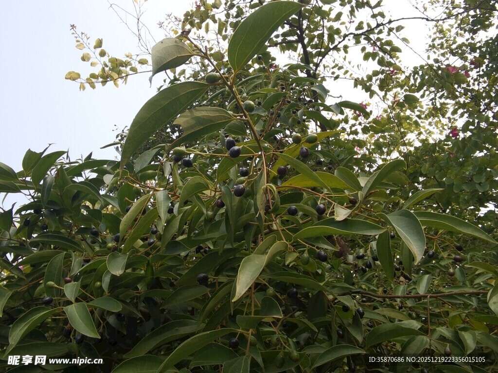 繁茂绿叶植物景象