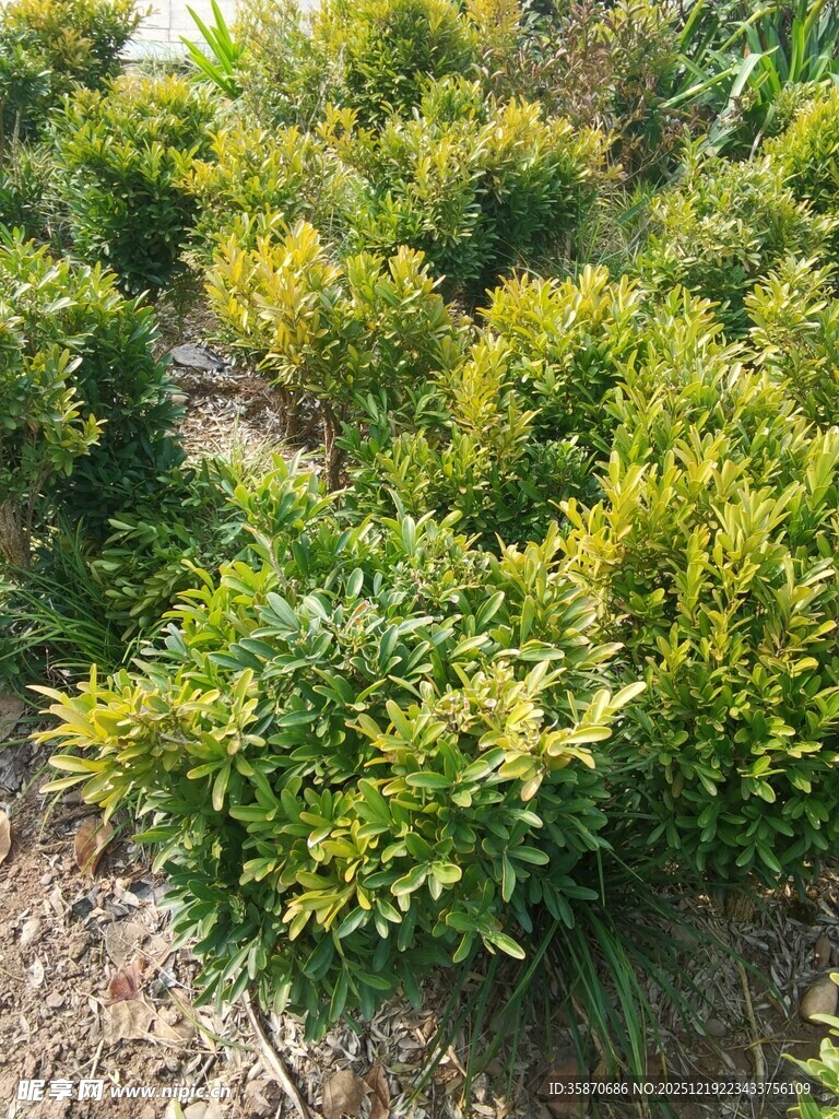 金黄灌木植物景观