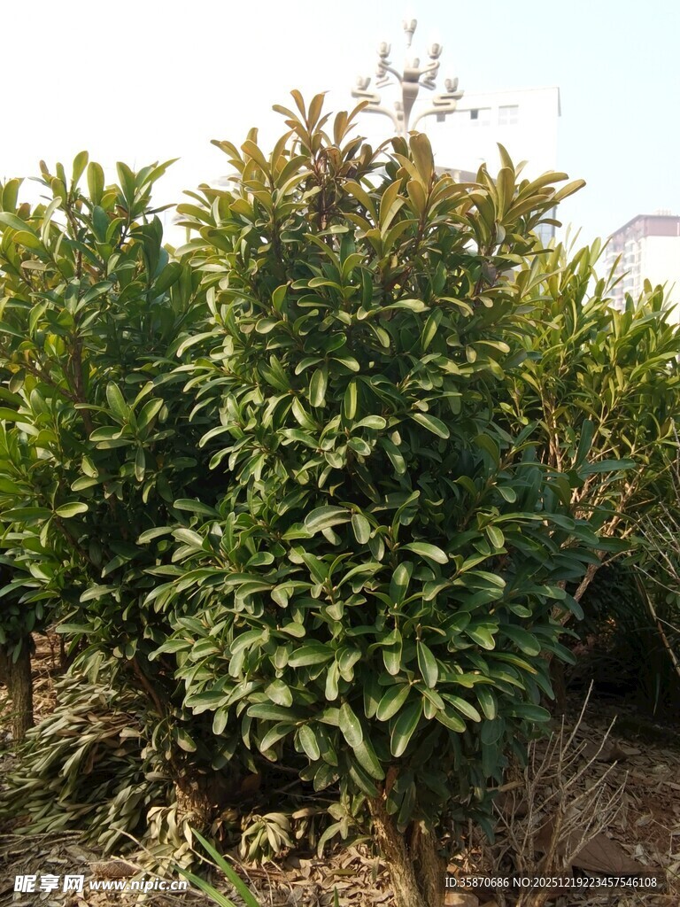 柑橘种植园景象