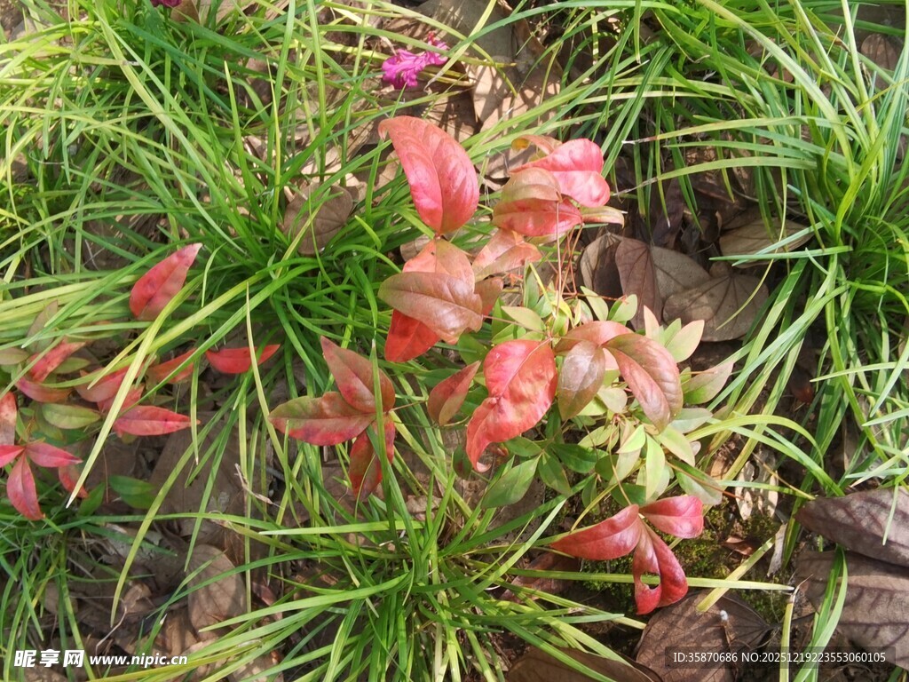 娇艳花卉与翠绿草丛相伴