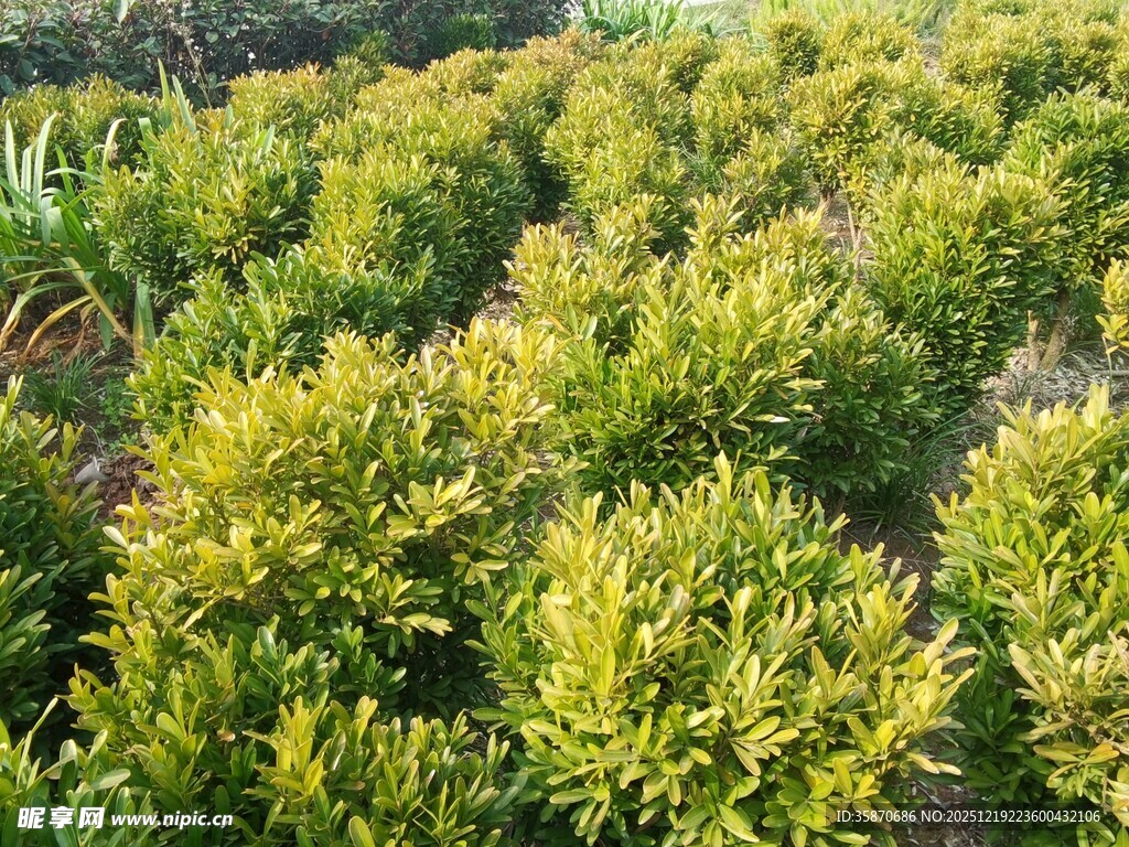 金黄灌木丛景观