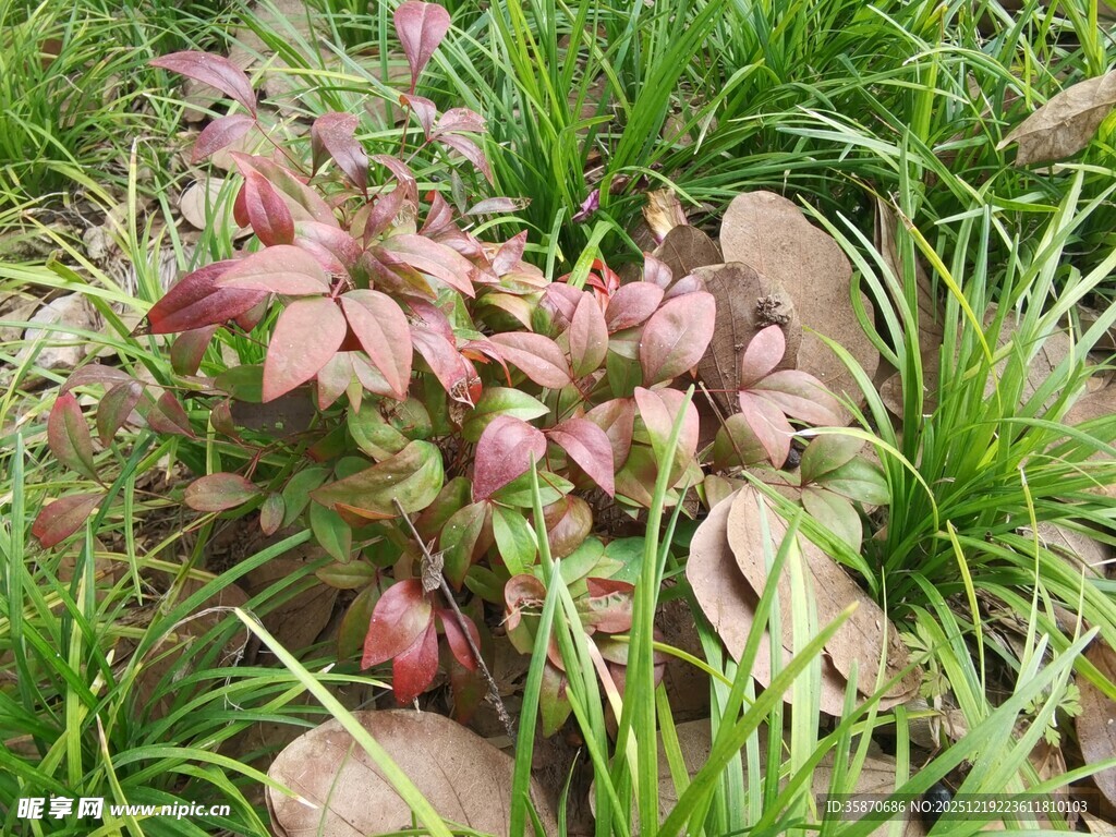 野外的多彩植物群落