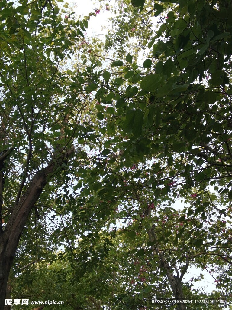 繁茂绿树阳光斑驳景象