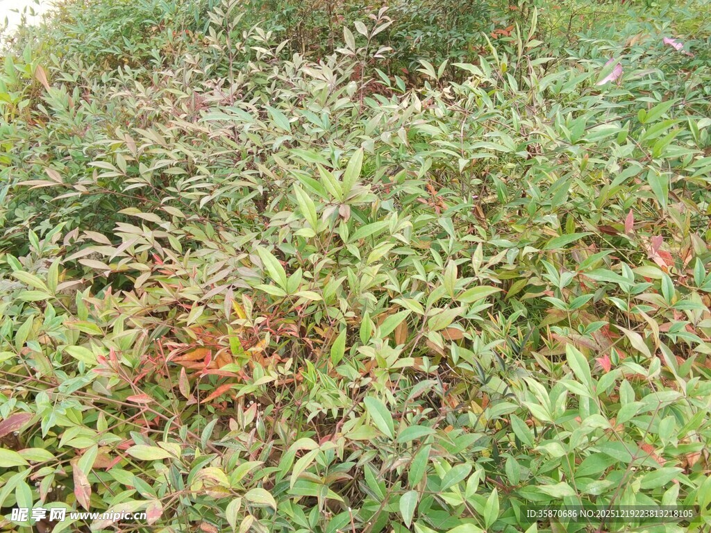 野外多彩植物景观