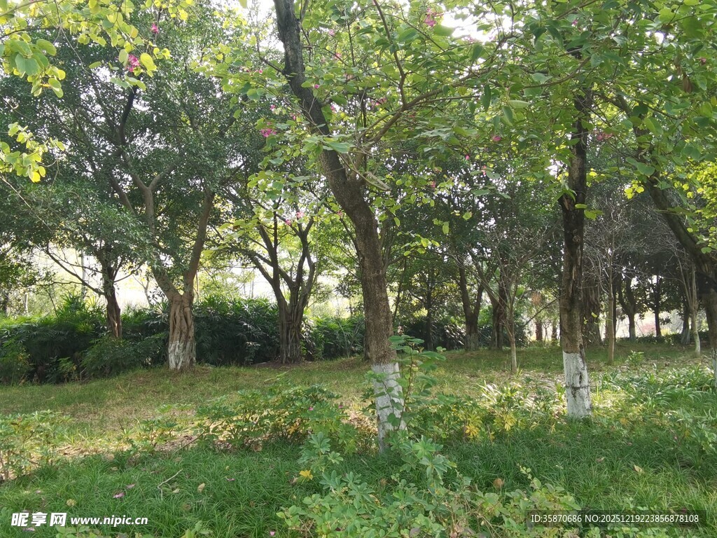 林间绿意盎然的静谧景致