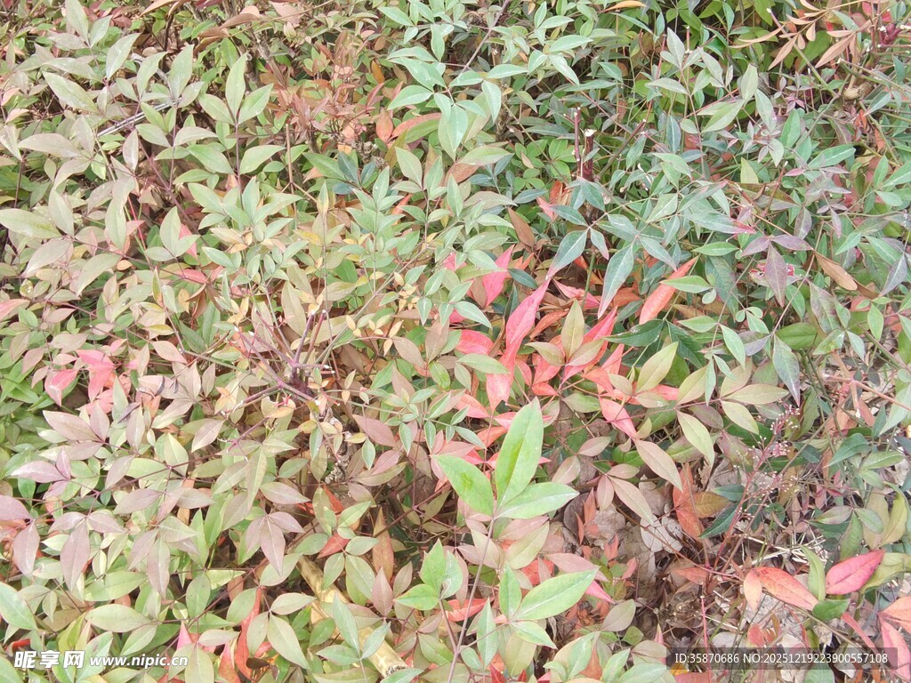 多彩枝叶的自然景致