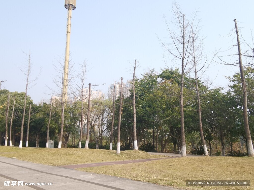 户外空旷场地与树木景观