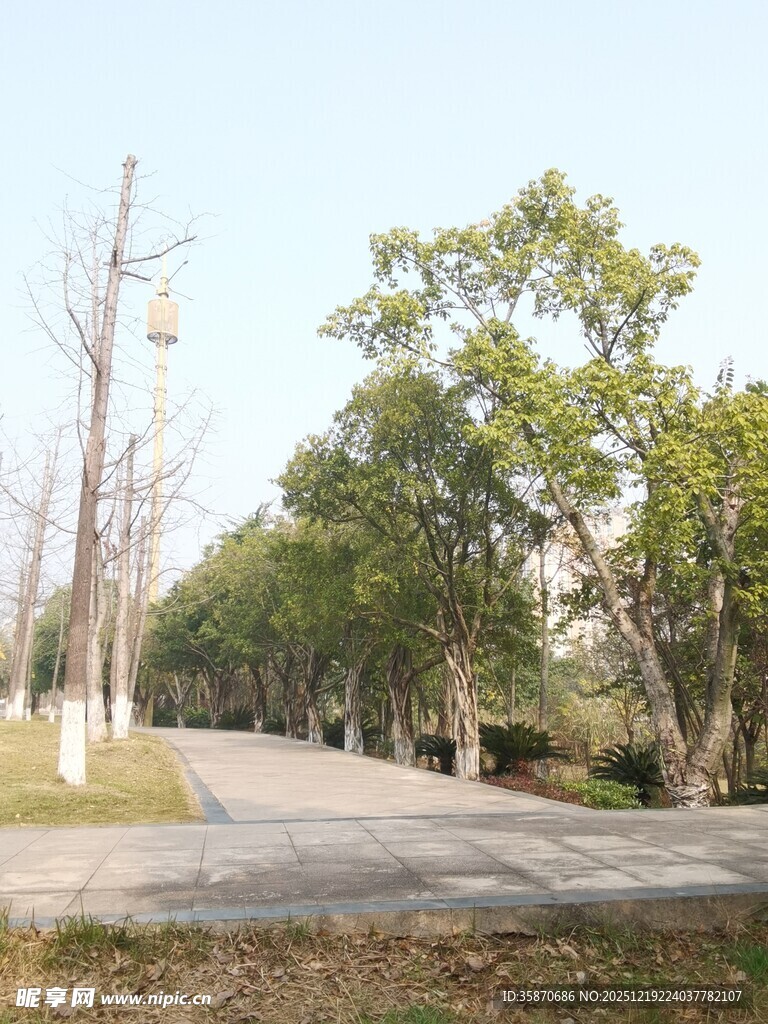 秋日林荫道风景