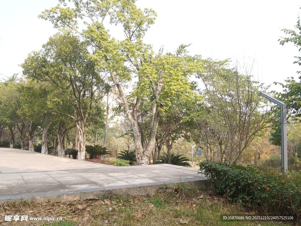 林间静谧道路景观