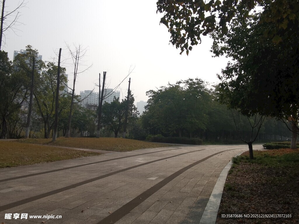 公园内的宽阔林间道路