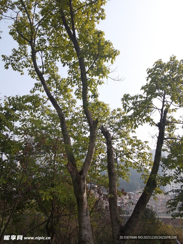 山林间挺拔的绿树