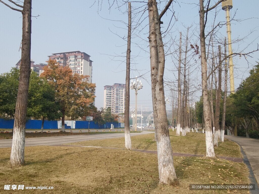 城市公园冬日树木景观